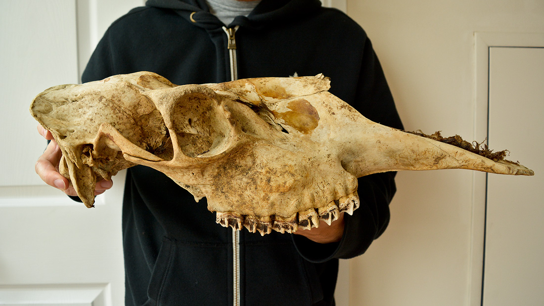Algonquin Park Moose Skull