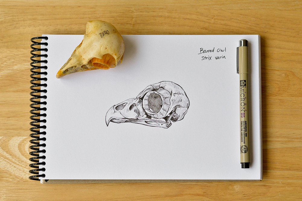 Barred Owl skull