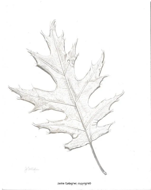 Silverpoint drawing by Jackie Gallagher.