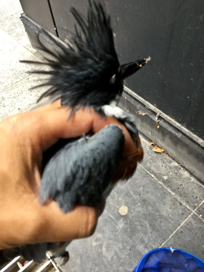 This is not a great photo, but I didn’t have time to fuss with my phone camera because this bird was clearly unwell. You can make out the kingfisher’s Nictitating membrane which is closed over it’s eye.