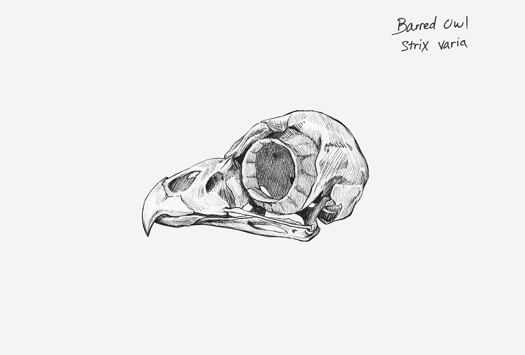 Barred Owl Skull