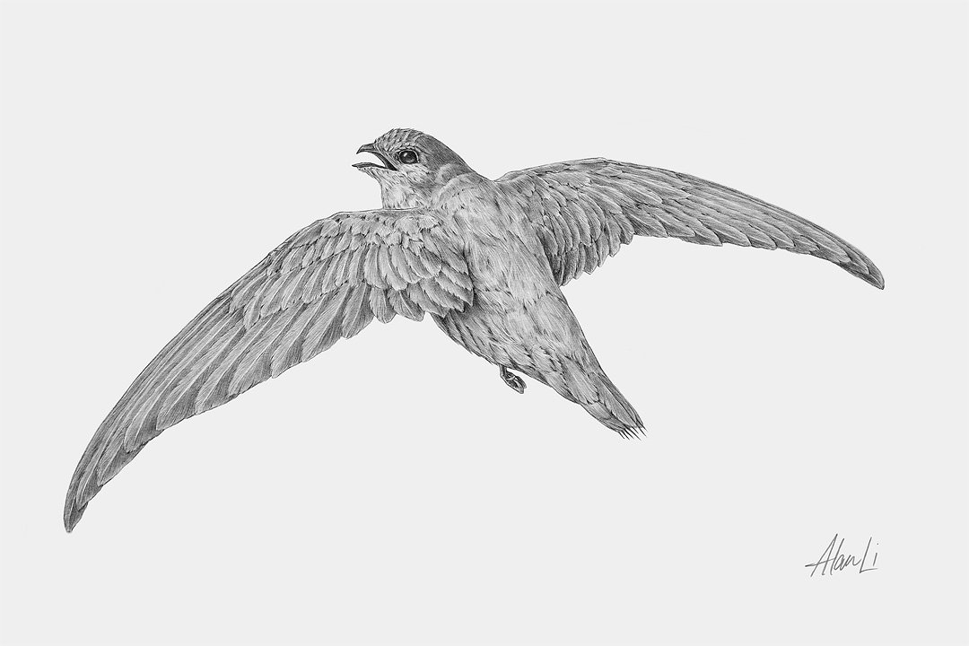 Chimney Swift