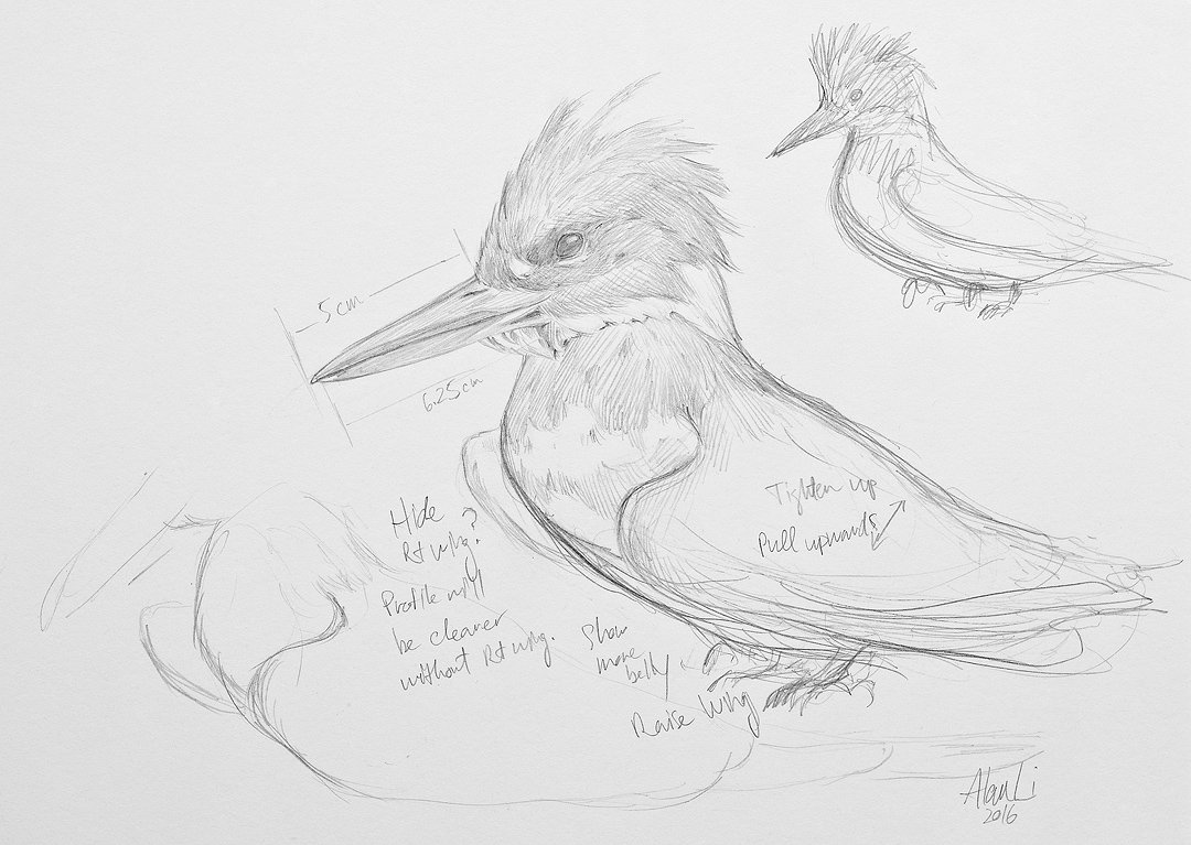 Kingfisher Sketch 1
