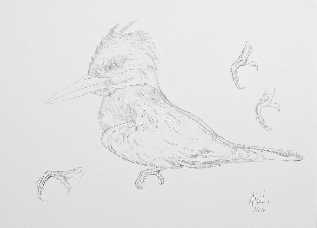Kingfisher Sketch 2