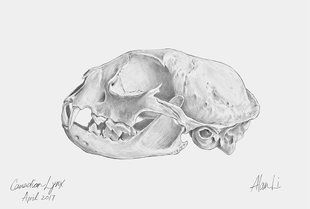 Lynx Skull