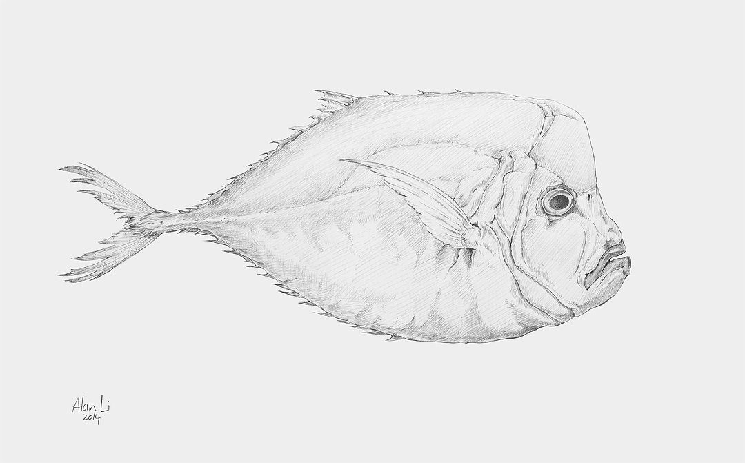 Moonfish