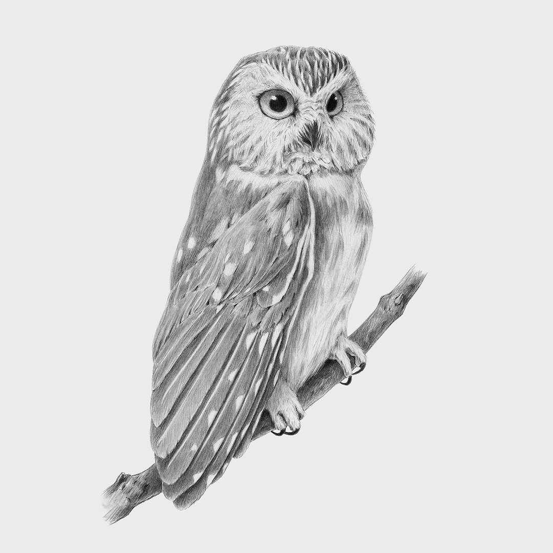 Saw Whet Owl