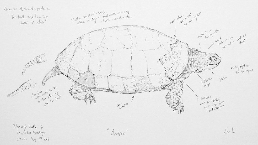Turtle Sketch