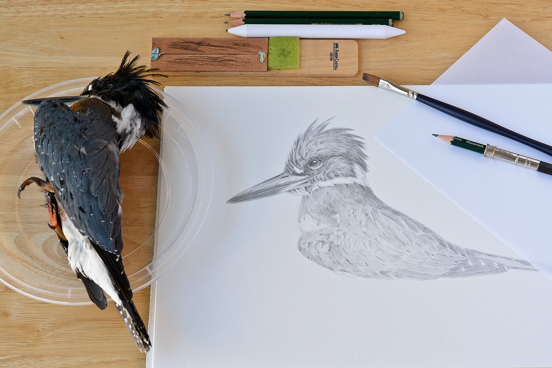 Kingfisher in Progress