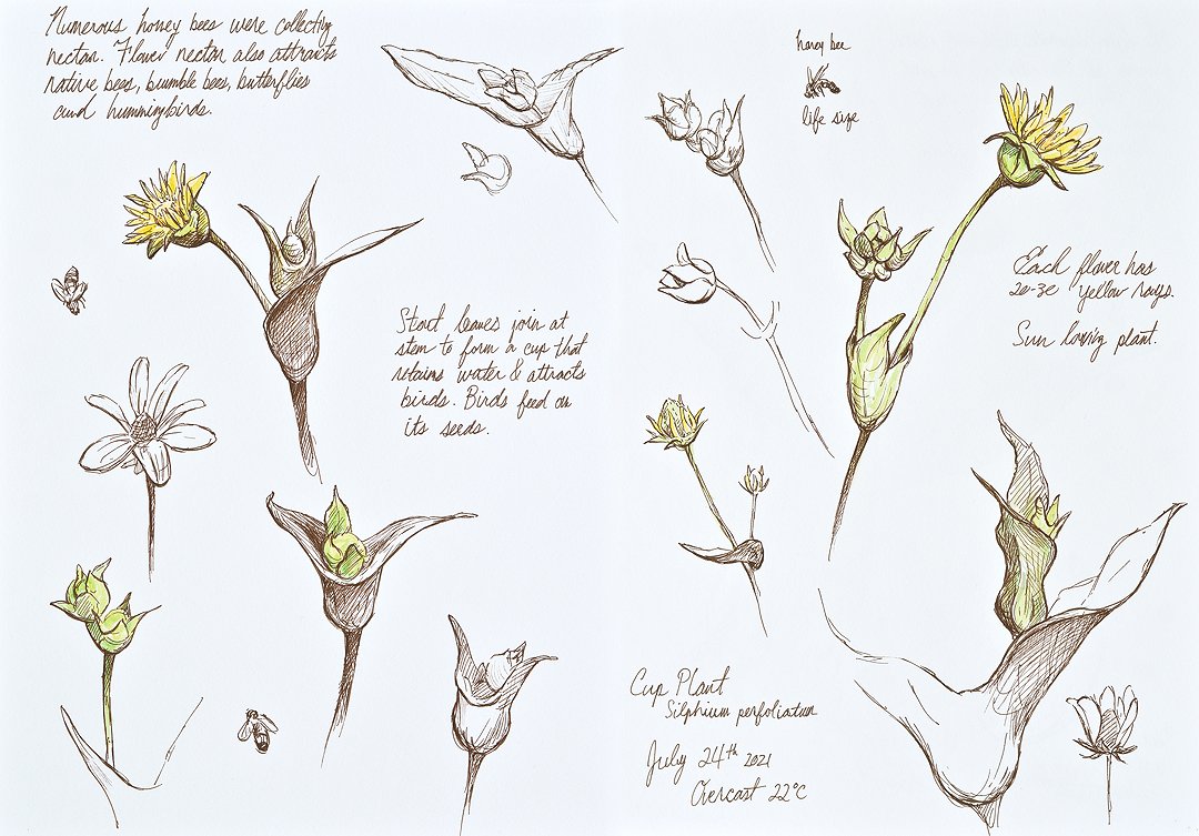 Cup Plant Sketch