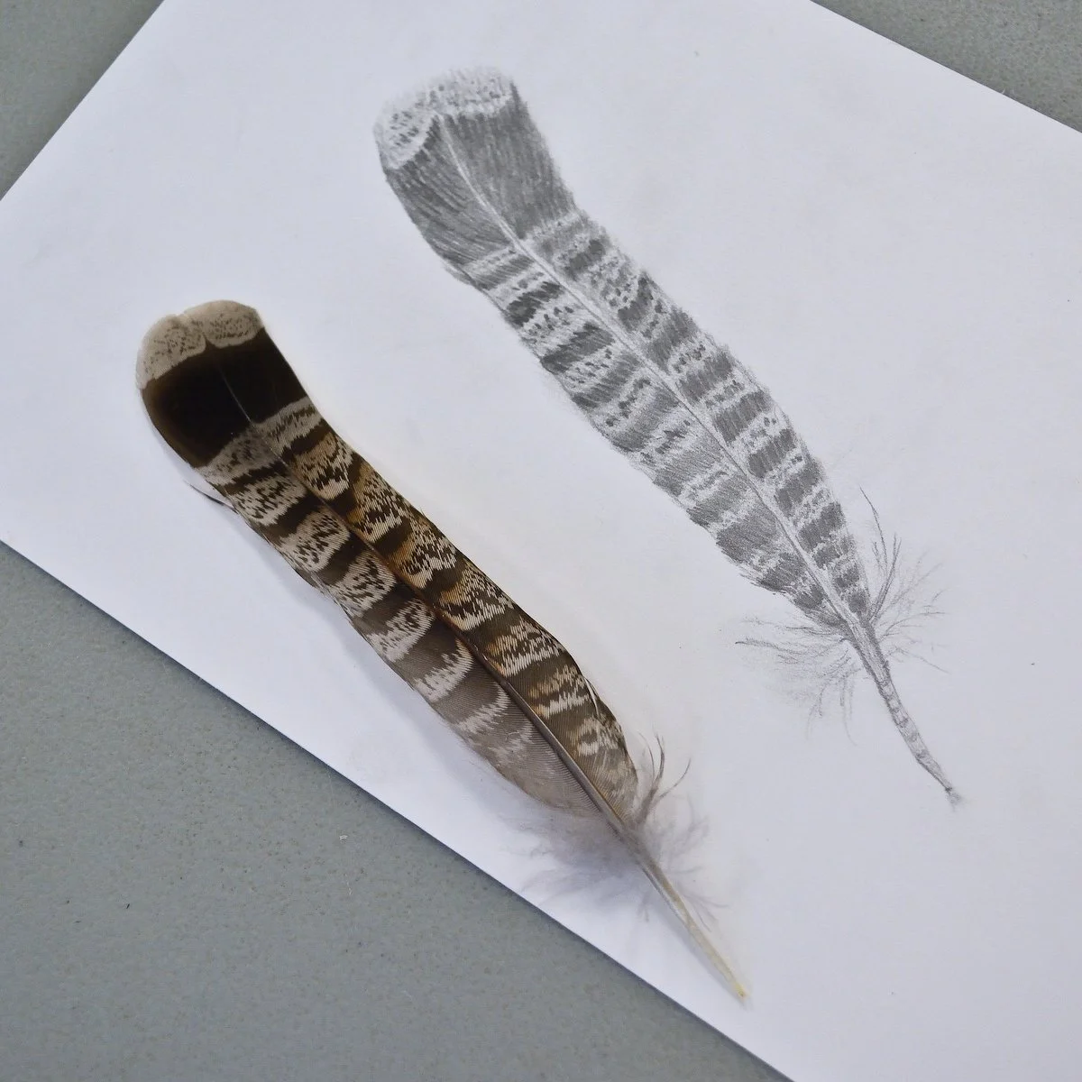 High Park Nature Drawing WK 1 — Alan Li