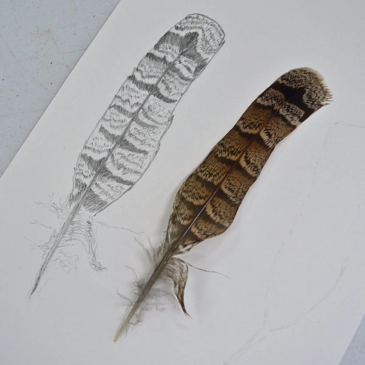 High Park Nature Drawing WK 1 — Alan Li