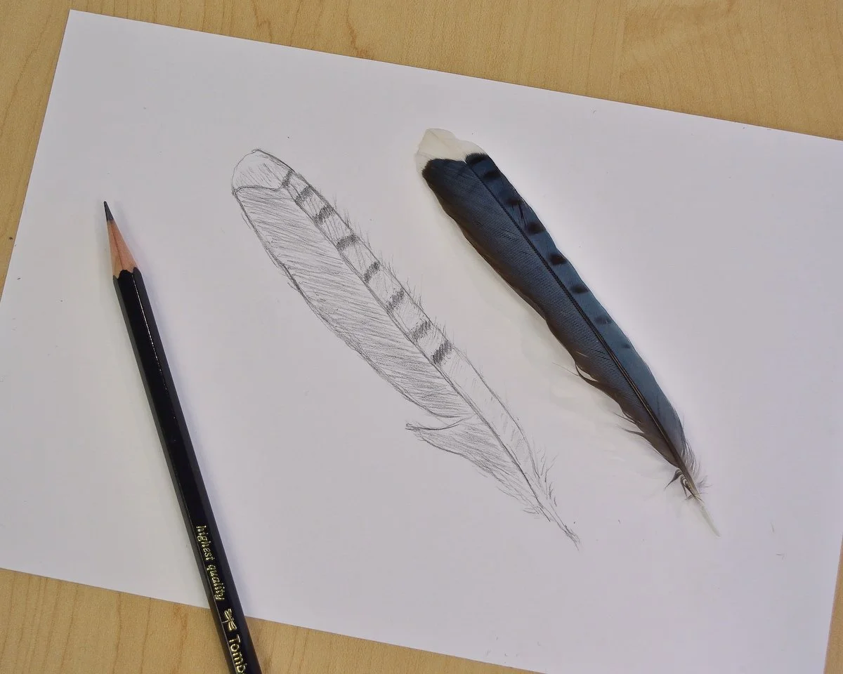 TBG Nature Drawing WK 1 — Alan Li