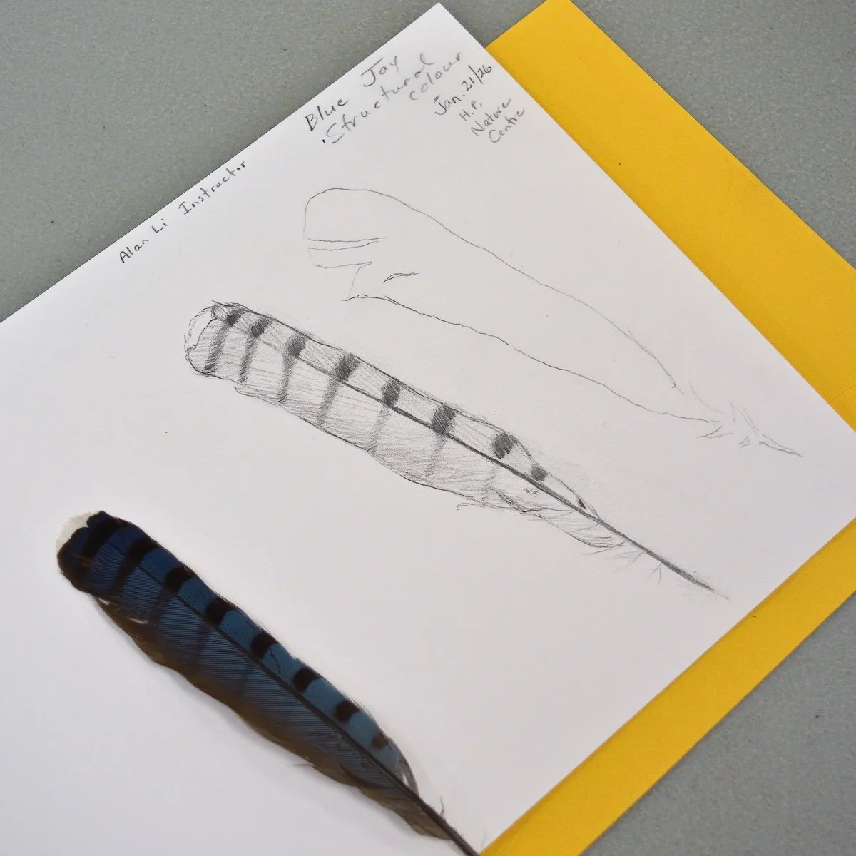 High Park Nature Drawing WK 1 — Alan Li