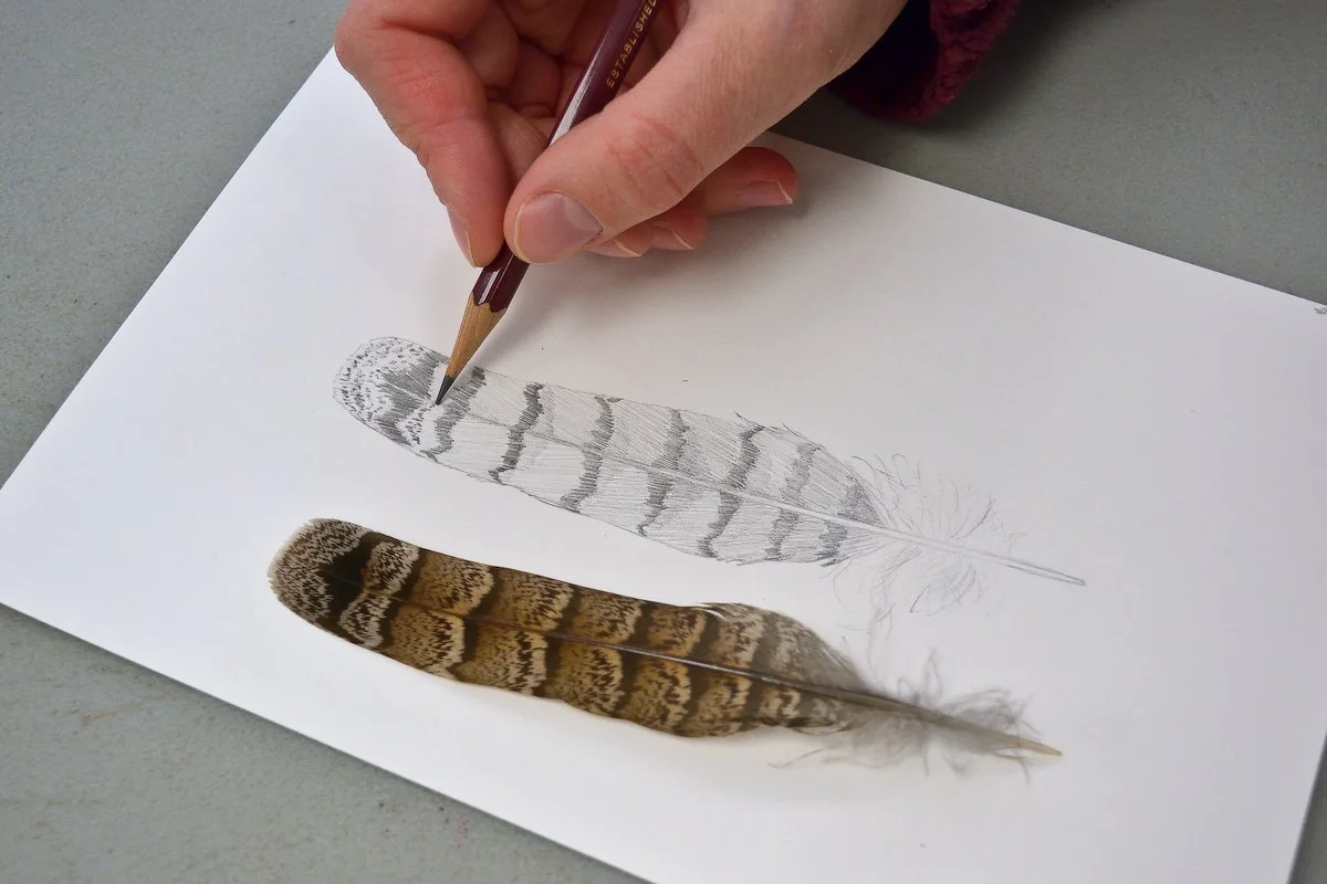 High Park Nature Drawing WK 1 — Alan Li