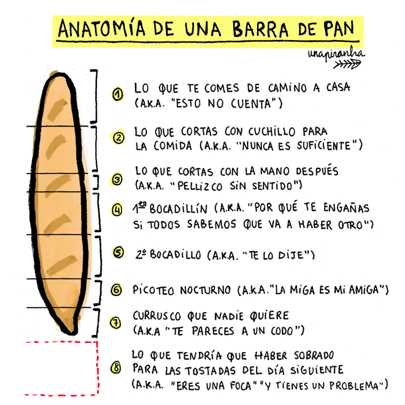 Bread's anatomy