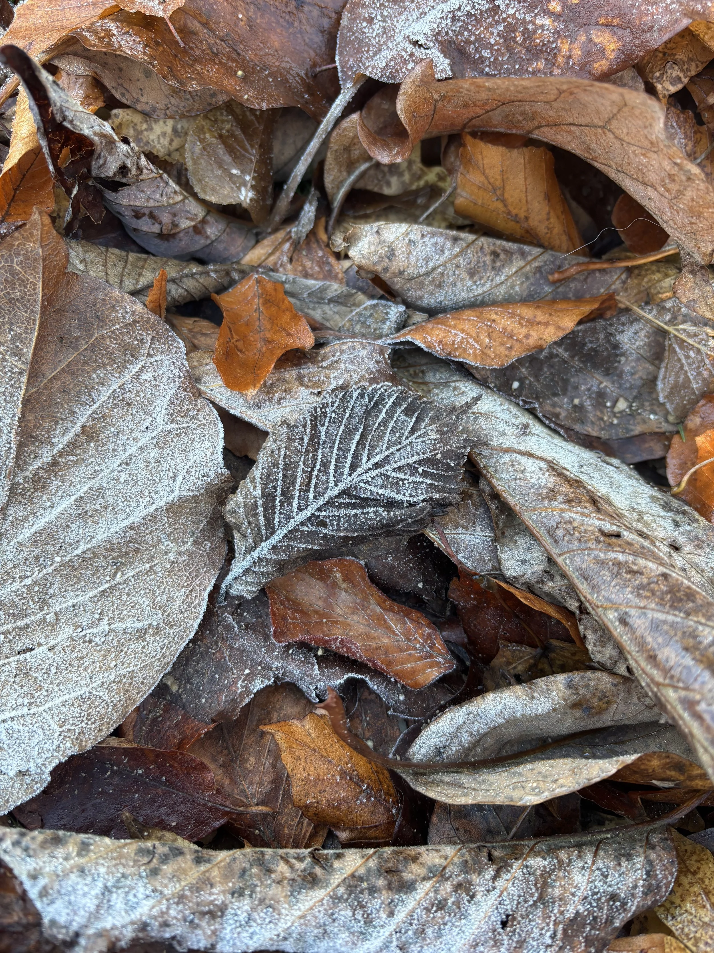 Herbstblätter mit Frost bedeckt, in verschiedenen Brauntönen und Größen