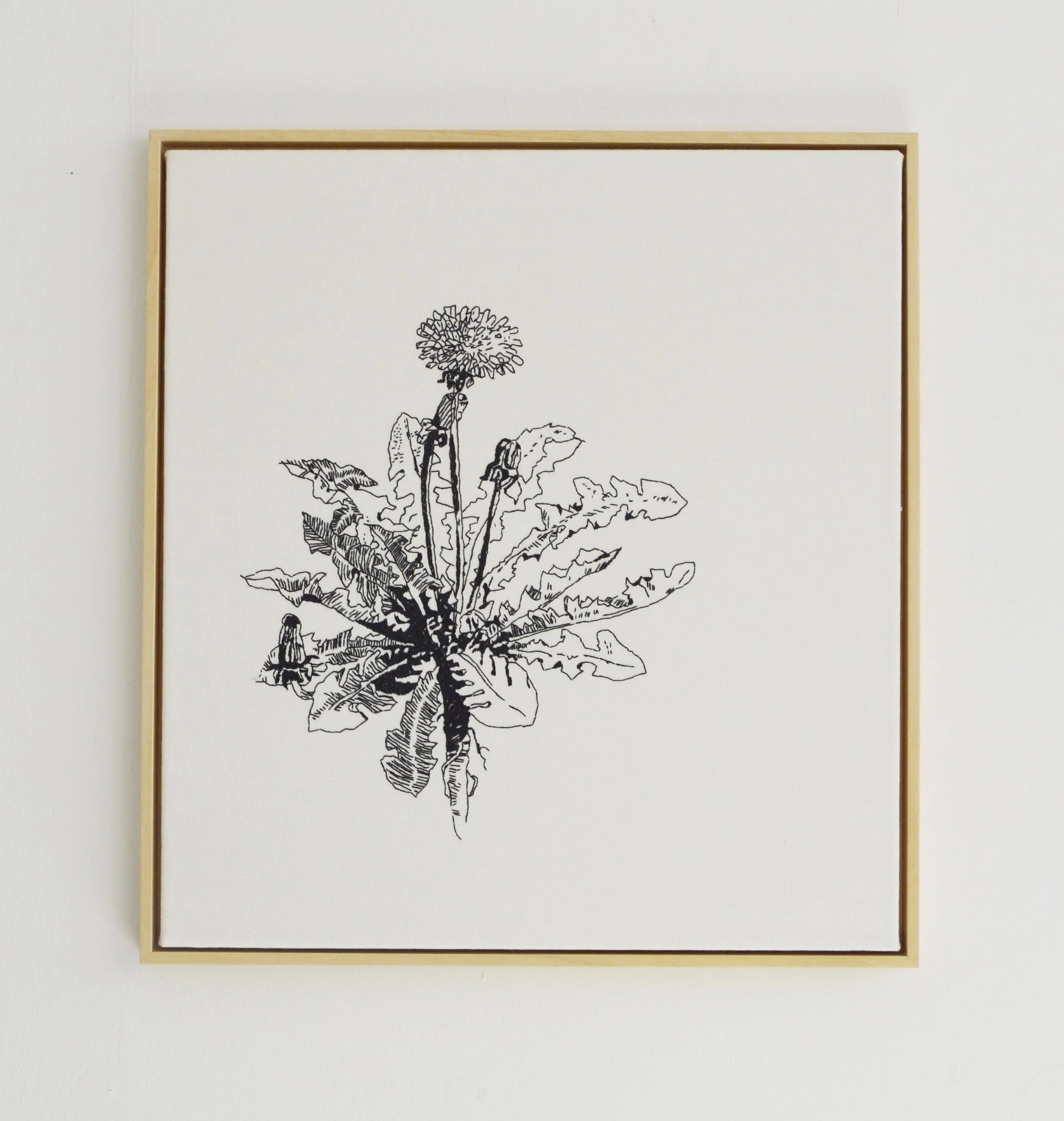 Schwarz-weiße Zeichnung einer Löwenzahnpflanze mit Blüte und Blättern, gerahmt an weißer Wand.