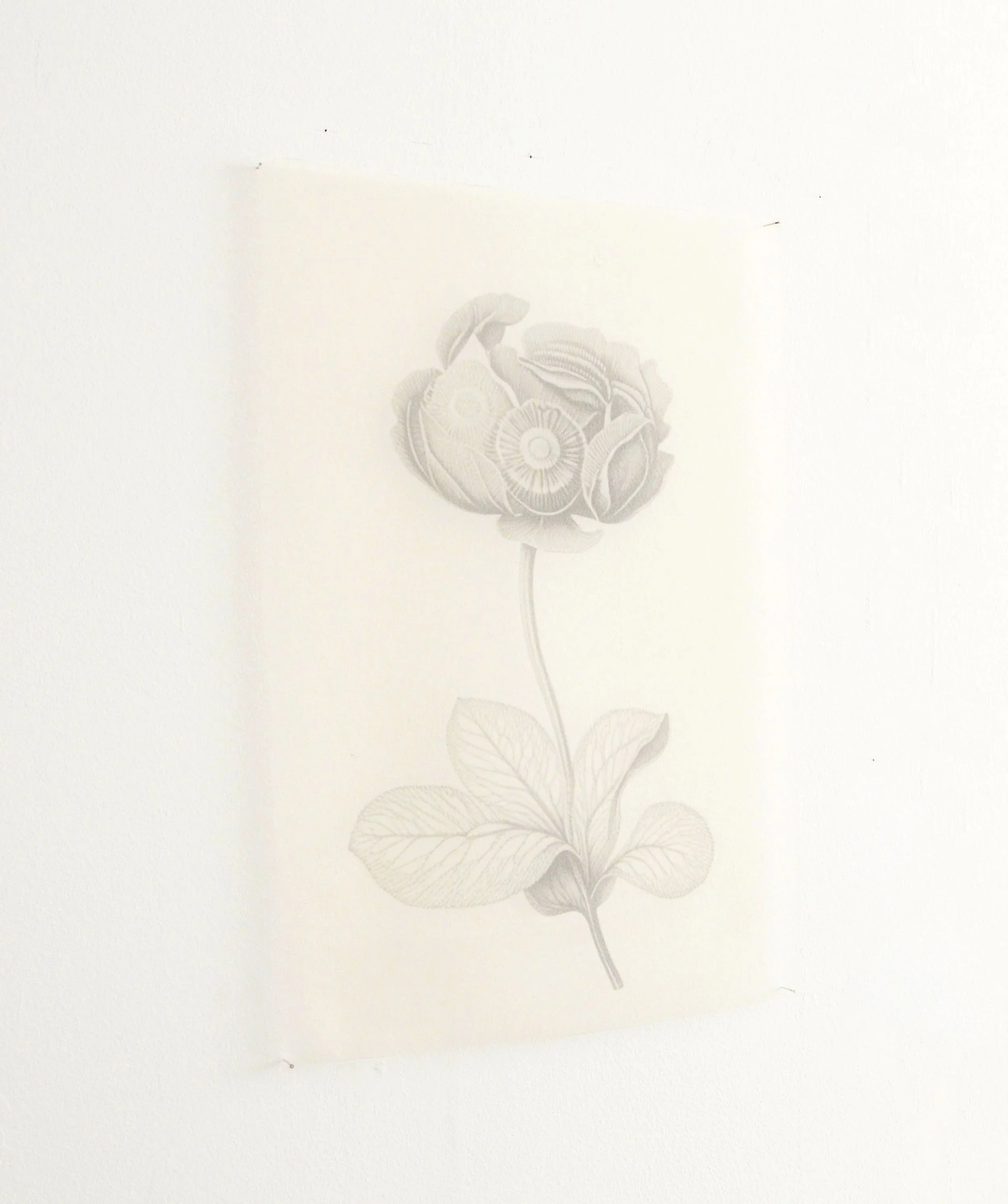 Manipulated Plant - Gaze - Seitenansicht