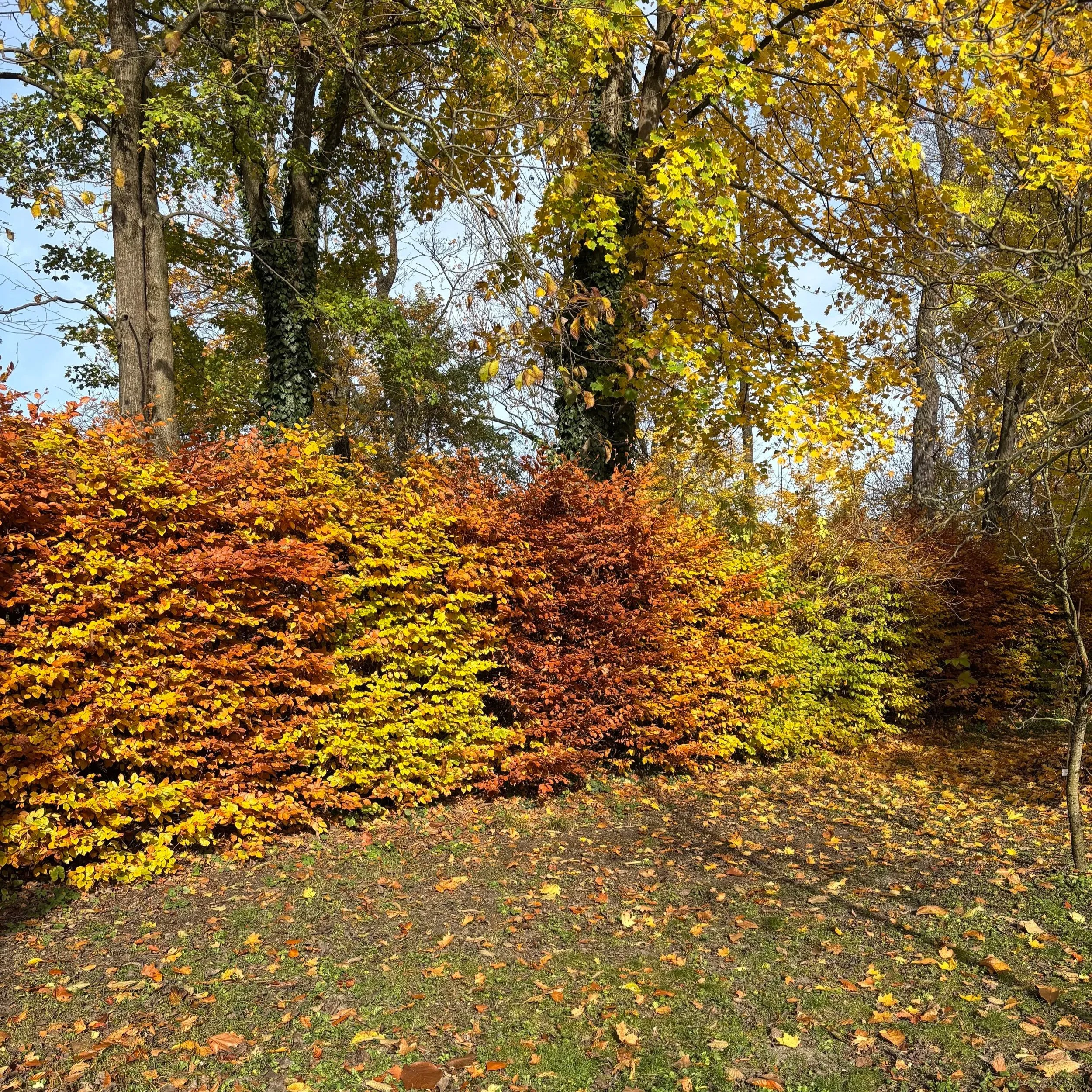Büsche mit herbstlichen bunt gefärbten Blättern in Gelb, Orange und Rot vor einem Laubbaum in einem Park bei sonnigem Wetter.