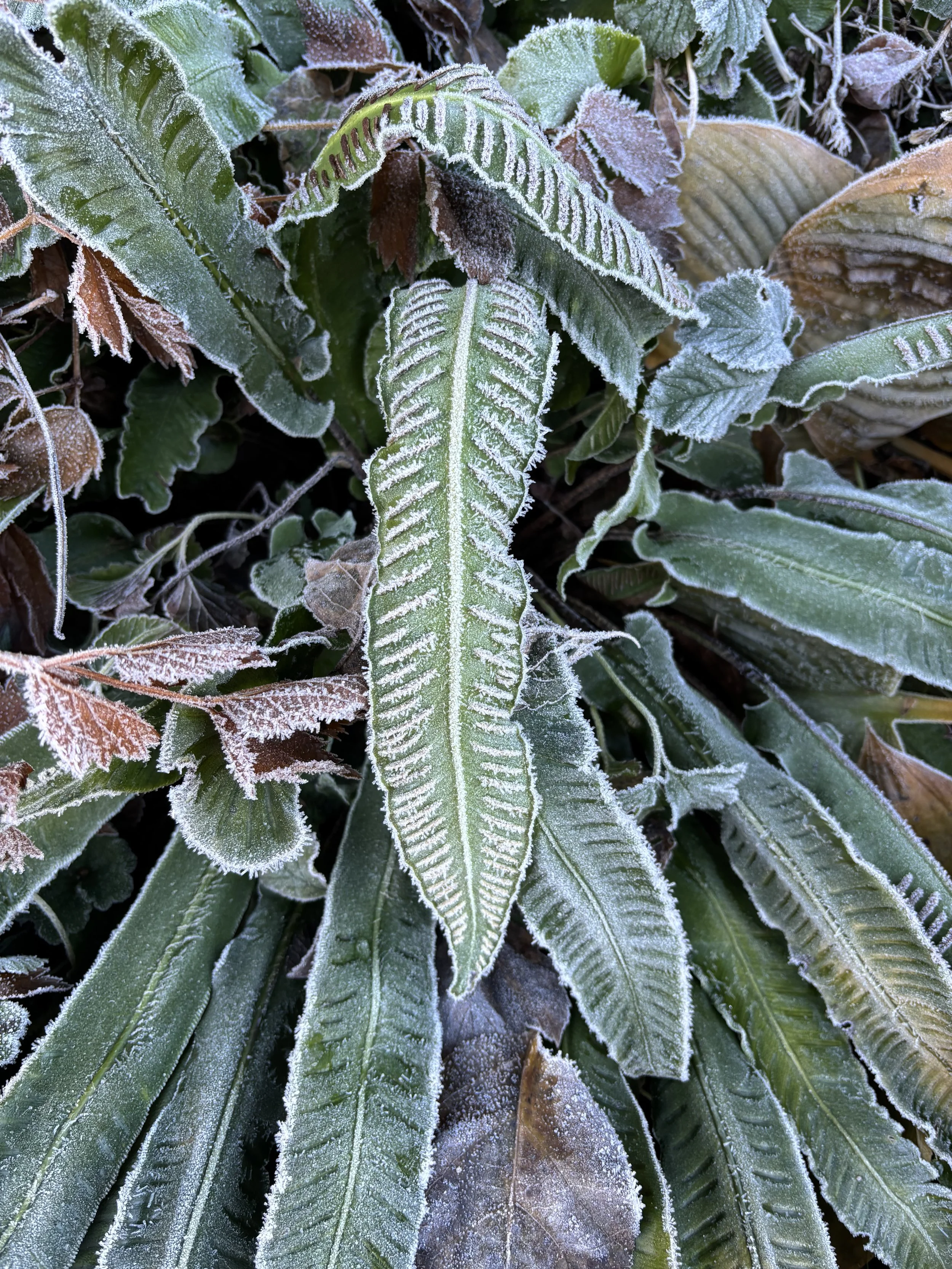 Frostbedeckte grüne und braune Pflanzenblätter im Winter.