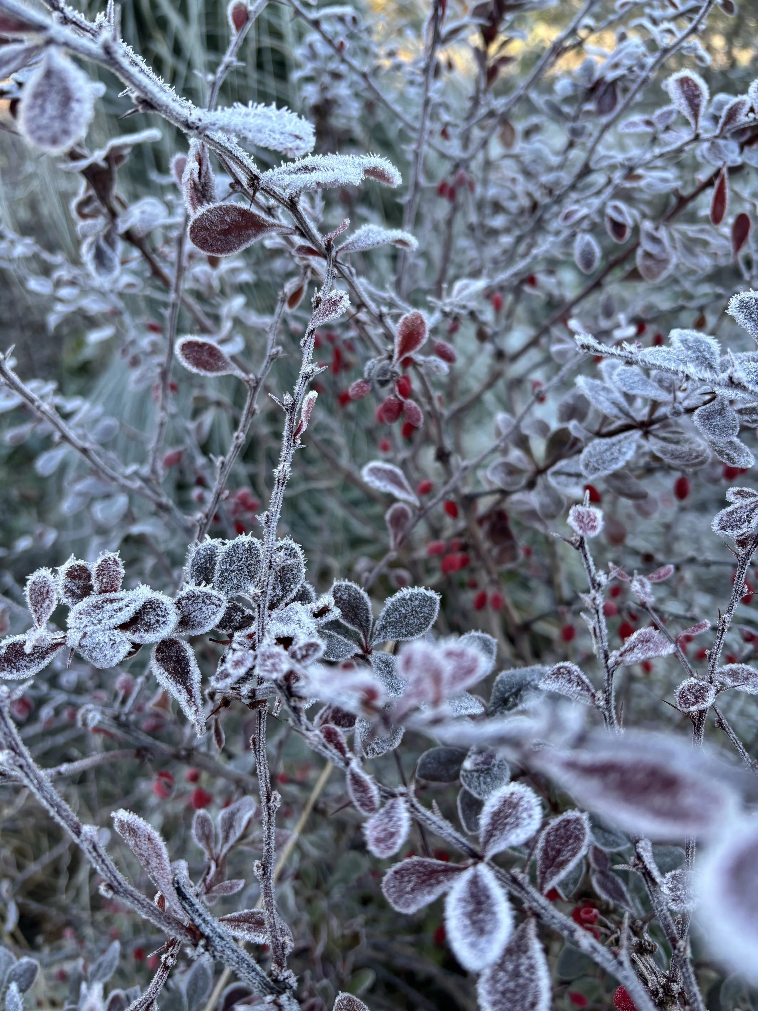 Frostbedeckte Pflanzen mit roten Beeren und kleinen, ovalen Blättern im Winter.