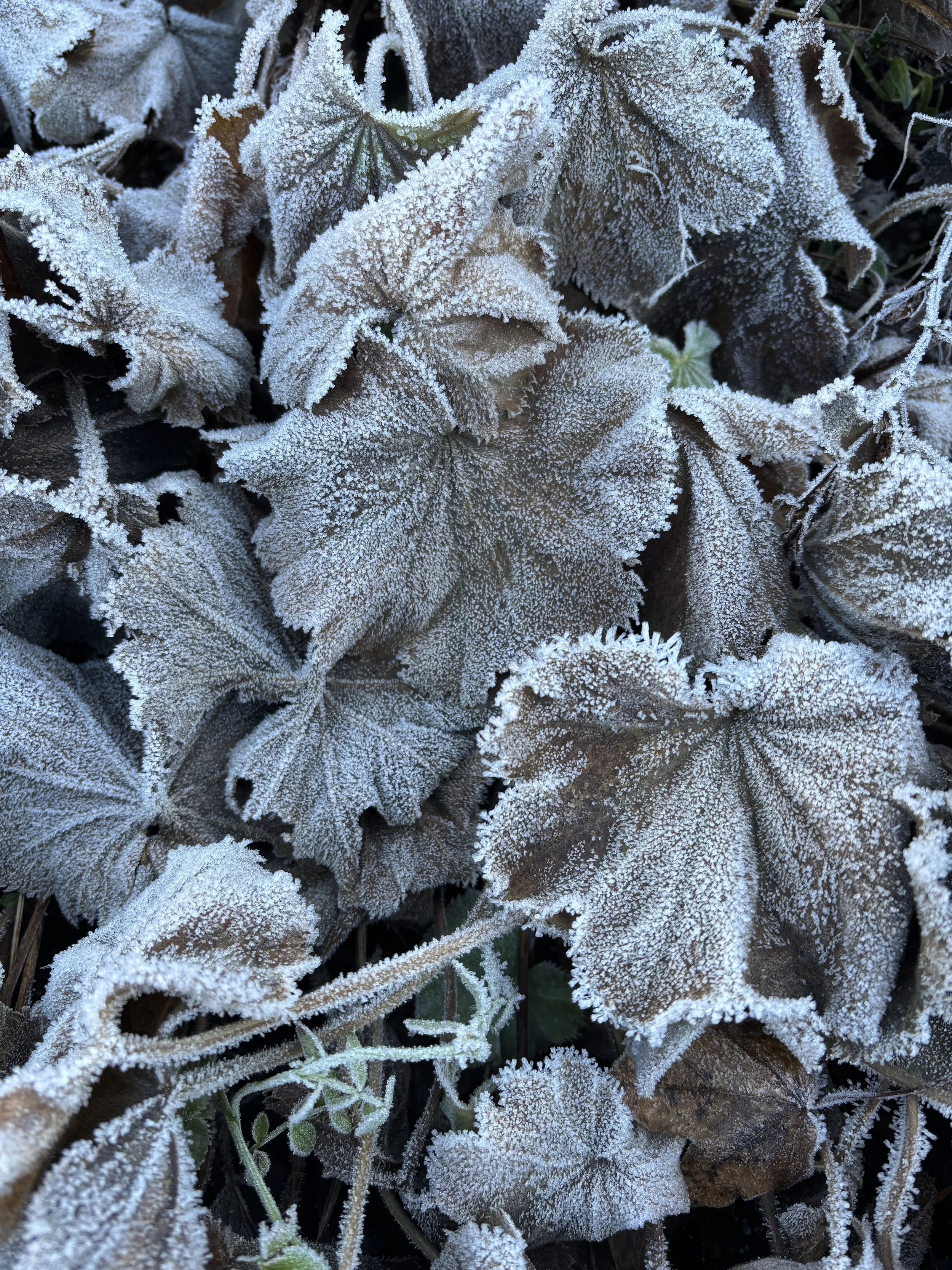 Frost bedeckte Blätter und Pflanzen im Freien