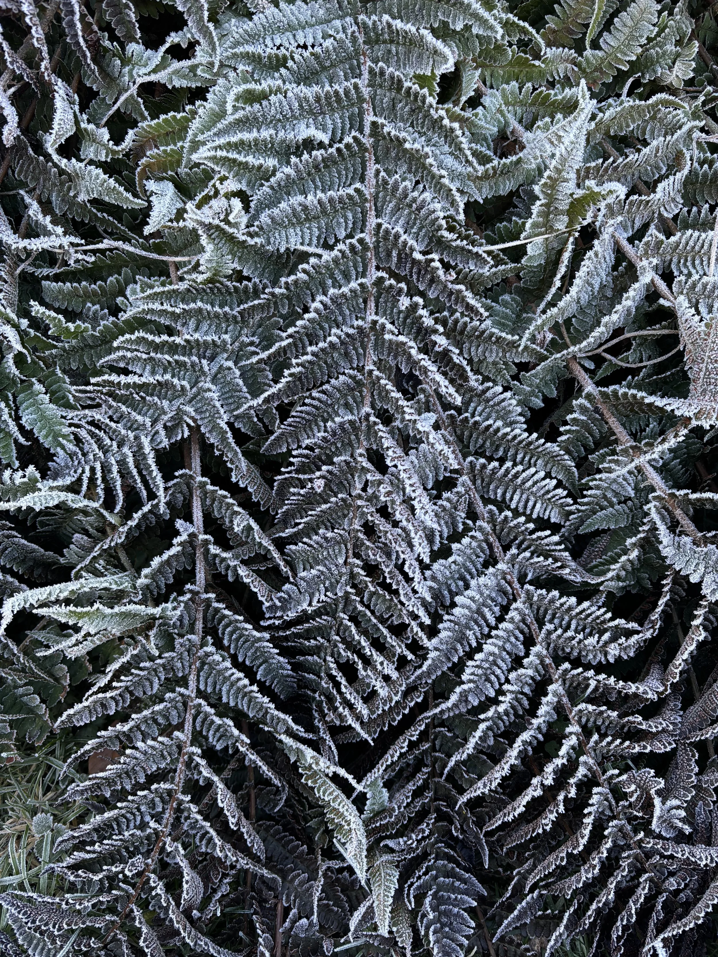 Farnblätter mit Frost bedeckt.