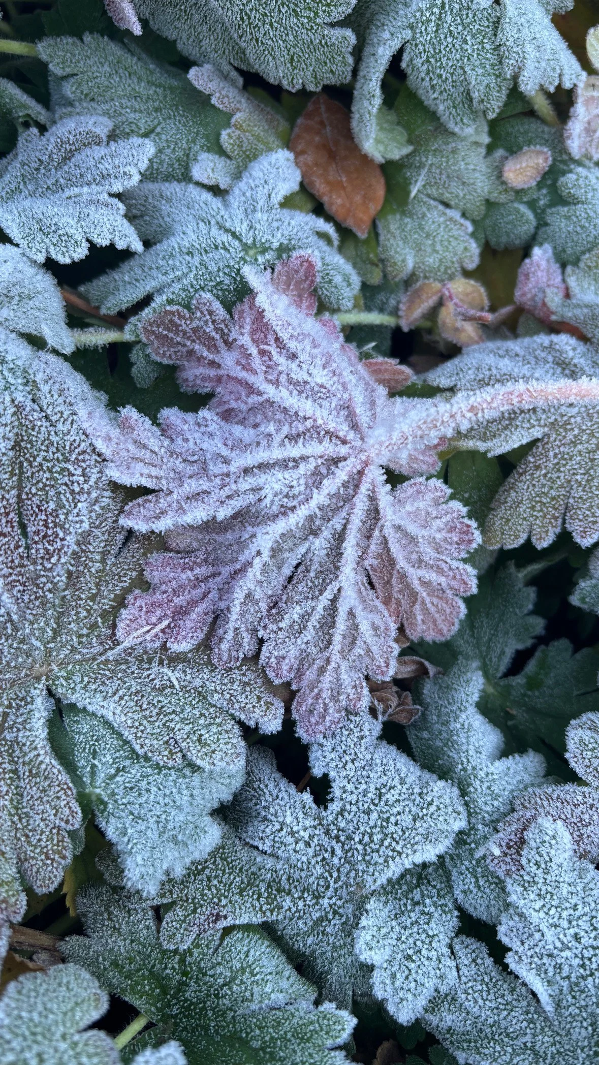 Frostbedeckte grüne und rosa Blätter einer Pflanze