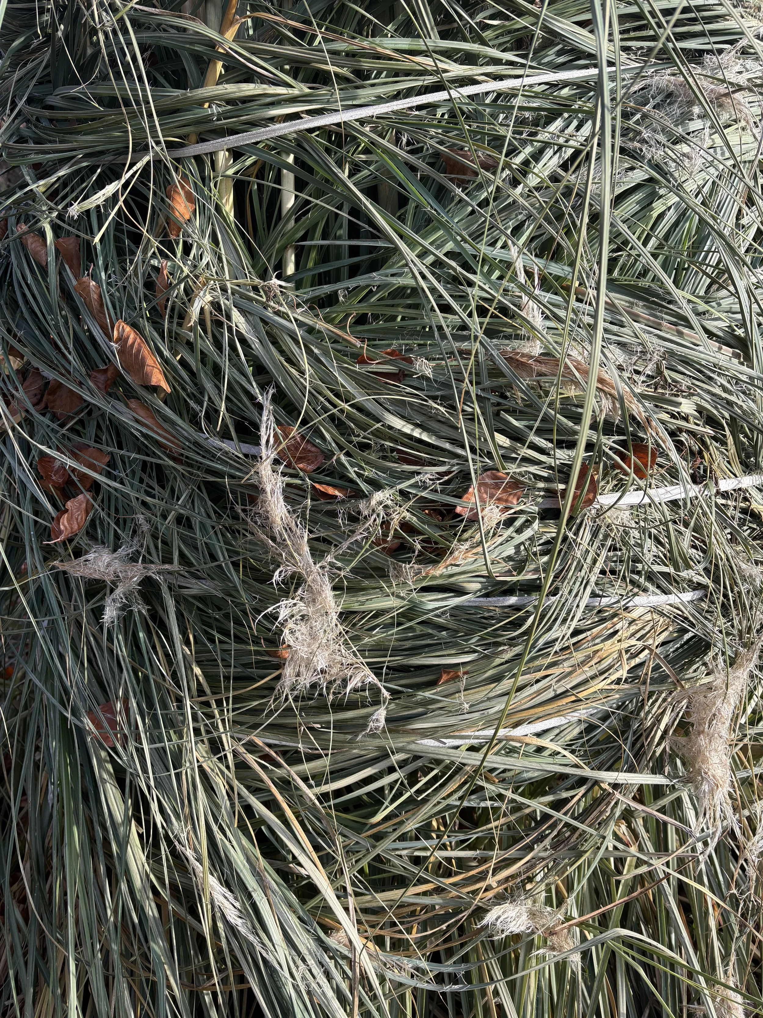 Ein Haufen vertrockneter und verwitterter Gräser und Blätter mit Spinnweben.