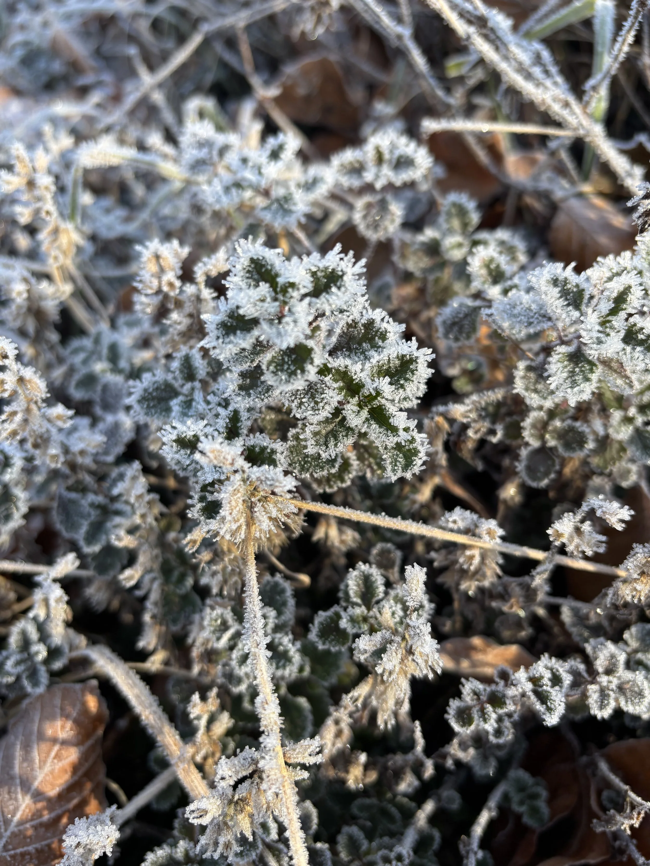 Frostbedeckte Blätter und Zweige auf dem Boden.