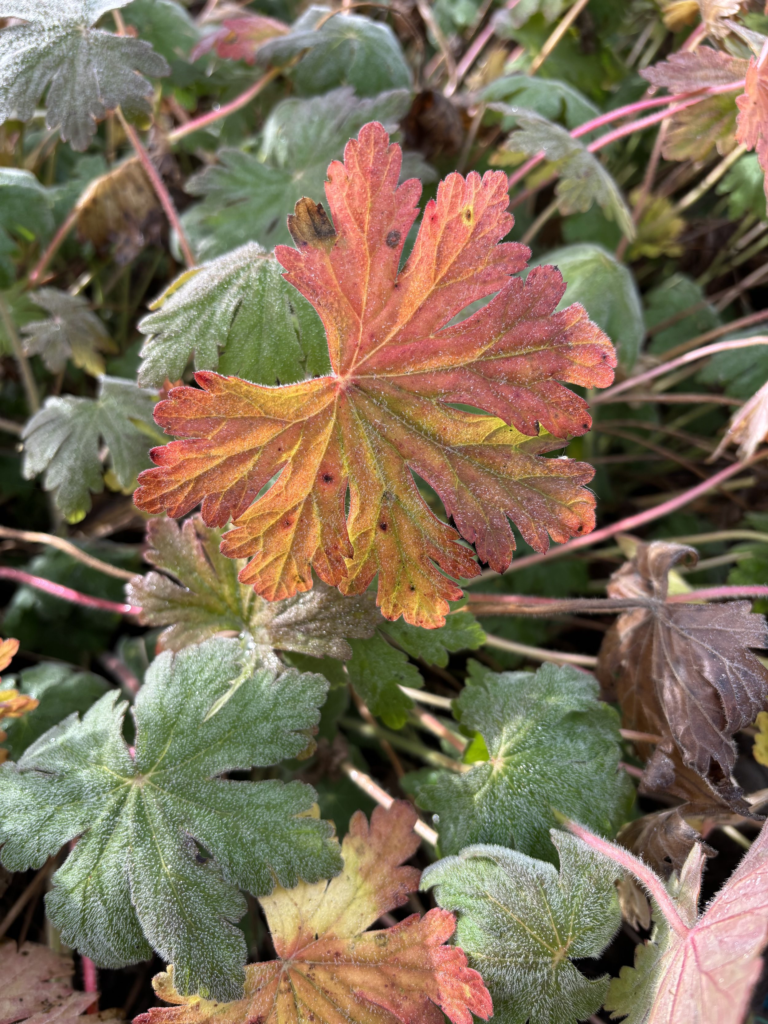 Herbstliche gemischte Blattpflanzen mit roten, grünen und braunen Blättern, teilweise mit Frost bedeckt.