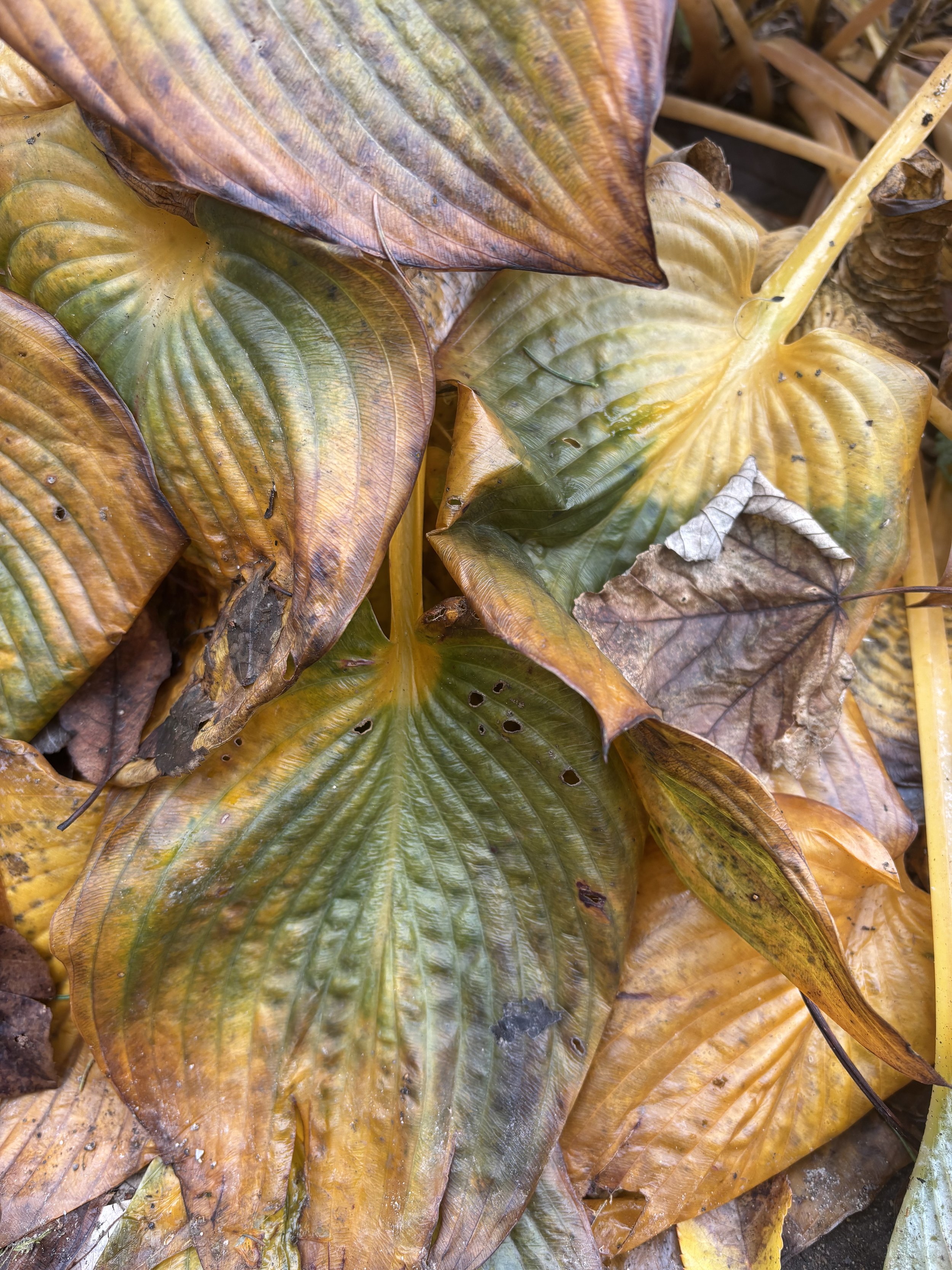 Herbstliche, umgestürzte Blätter in verschiedenen Braun-, Gelb- und Grüntönen