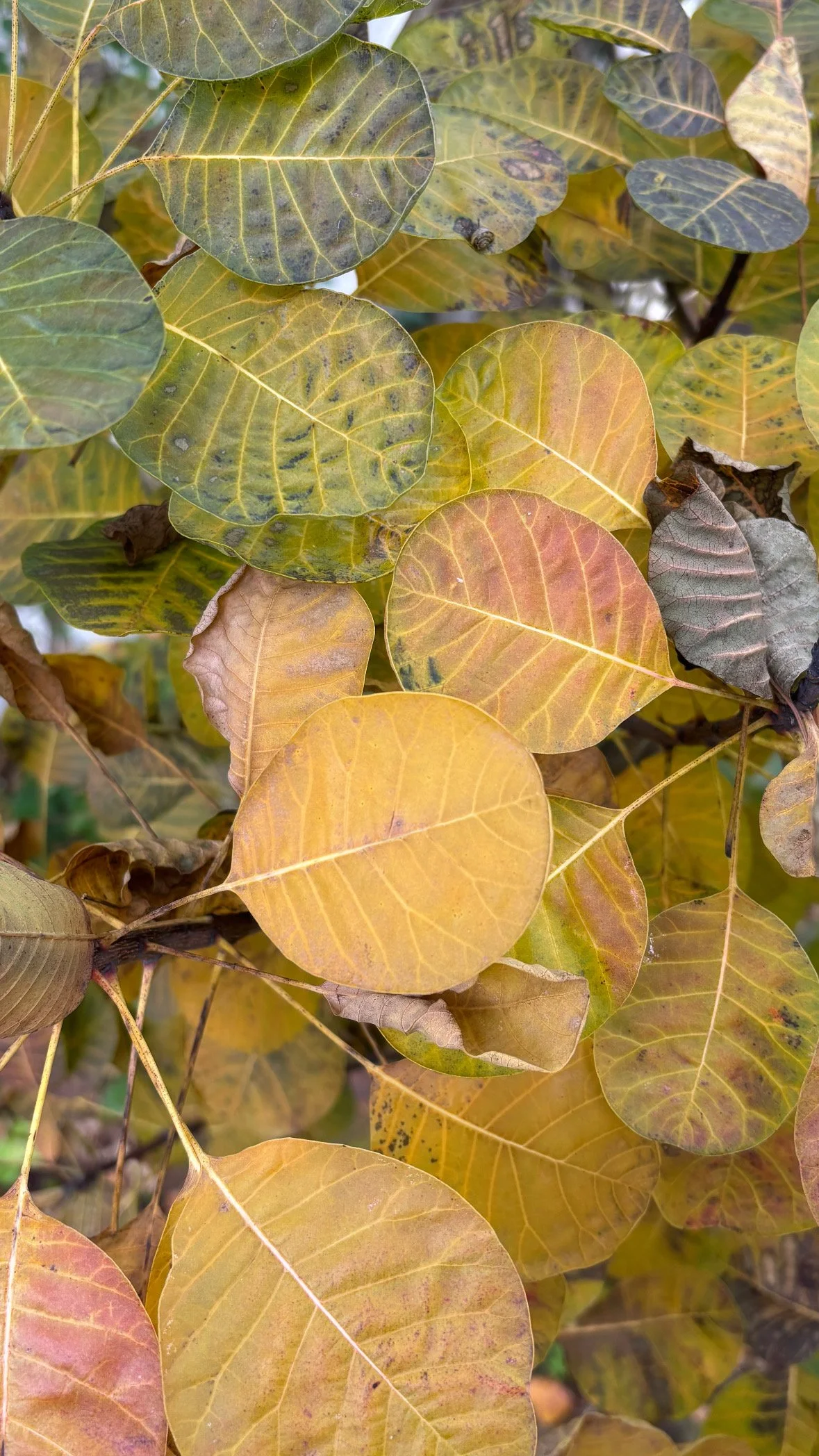 Herbstliche Blätter in Gelb, Braun, Grün und Grau