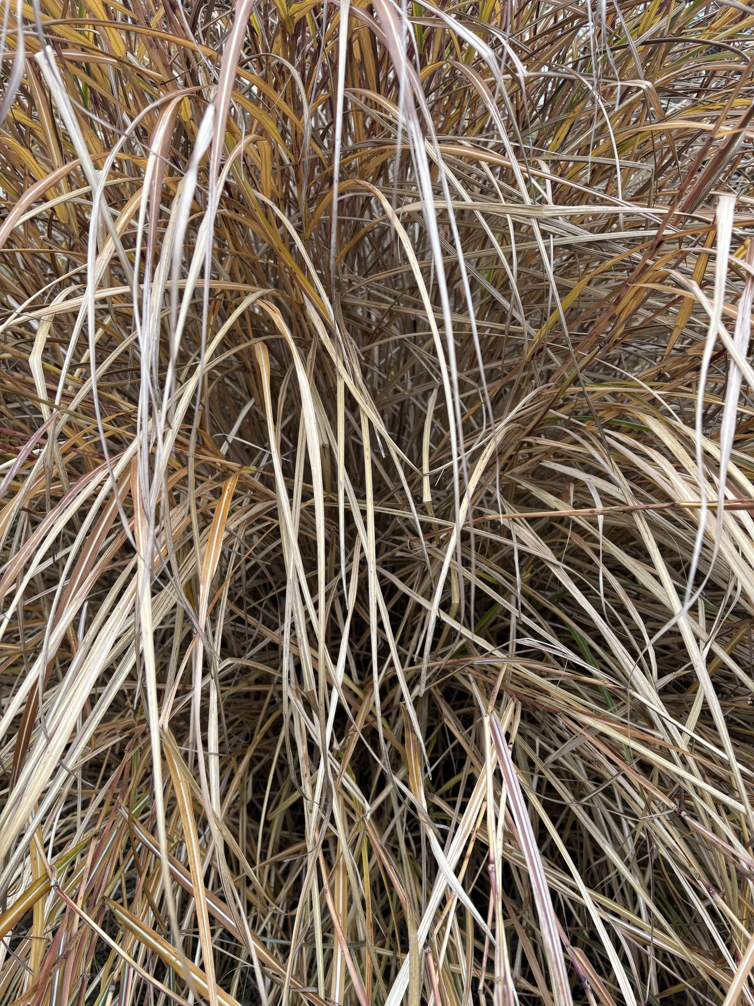 Dichte Sträucher mit langen, dünnen, bräunlichen und gelben Blättern.