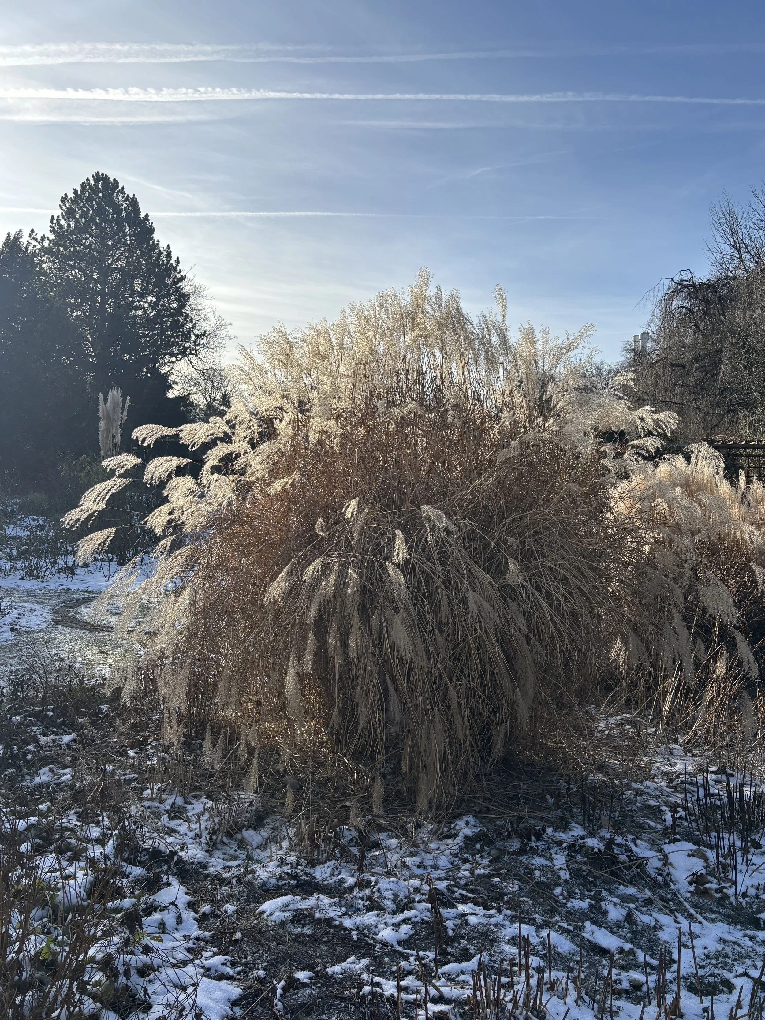 Winterliche Landschaft mit verzaubertem Grasbüschel, Bäumen und Schneeflächen auf dem Boden, blauer Himmel mit Wolken und Kondensstreifen.