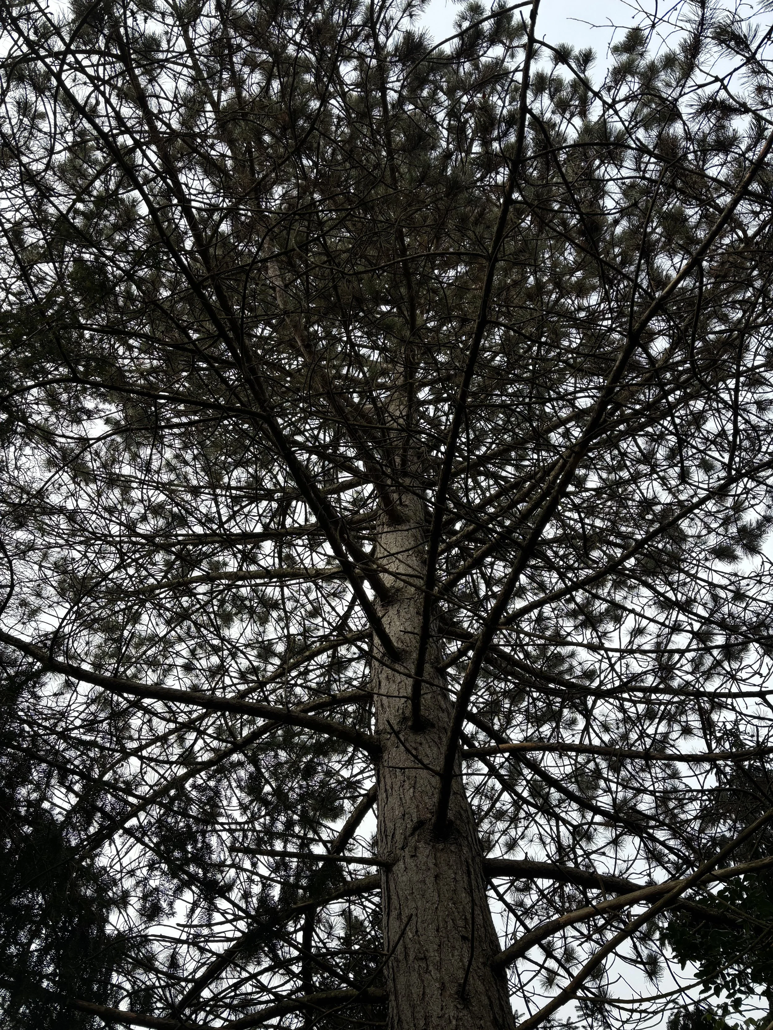 Aufnahme eines hohen Baumes mit dichten Zweigen und Blättern, Blick nach oben in die Baumkrone gegen den Himmel.