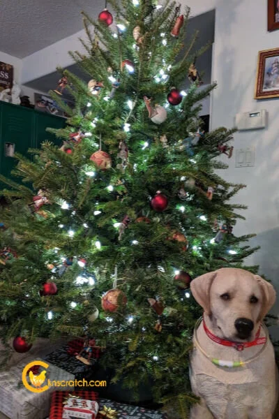 BookofMormonTree.jpg