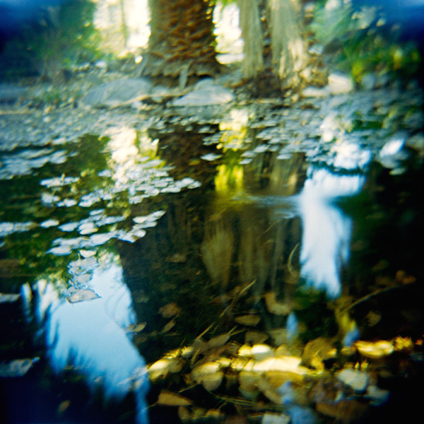   Old Grove 2 , 2011, Edition size 5 Photo-based digital output on archival media, 40 x 40 inches 