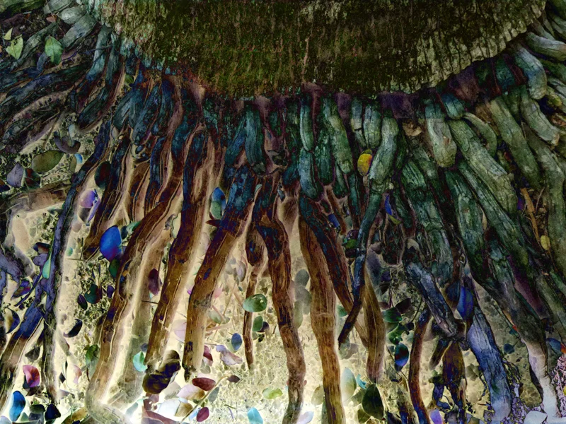ROOTS AND RADICLES 3 , 2017 C-PRINT, 13 x 18 INCHES