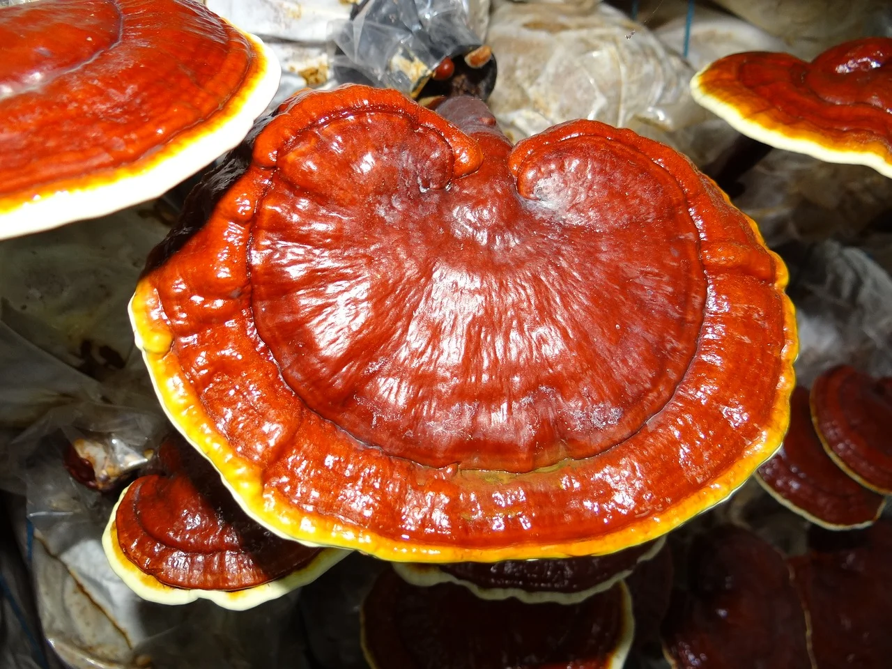 Reishi