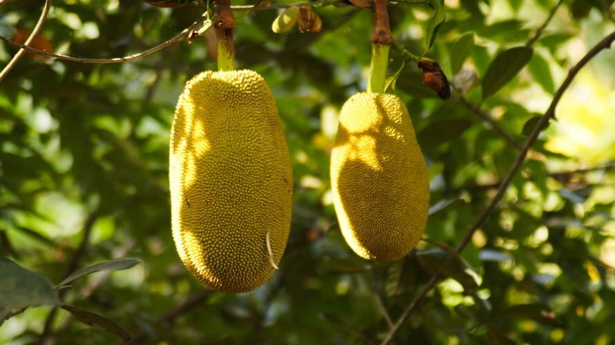 Our Top 5 Health Benefits Of Jackfruit