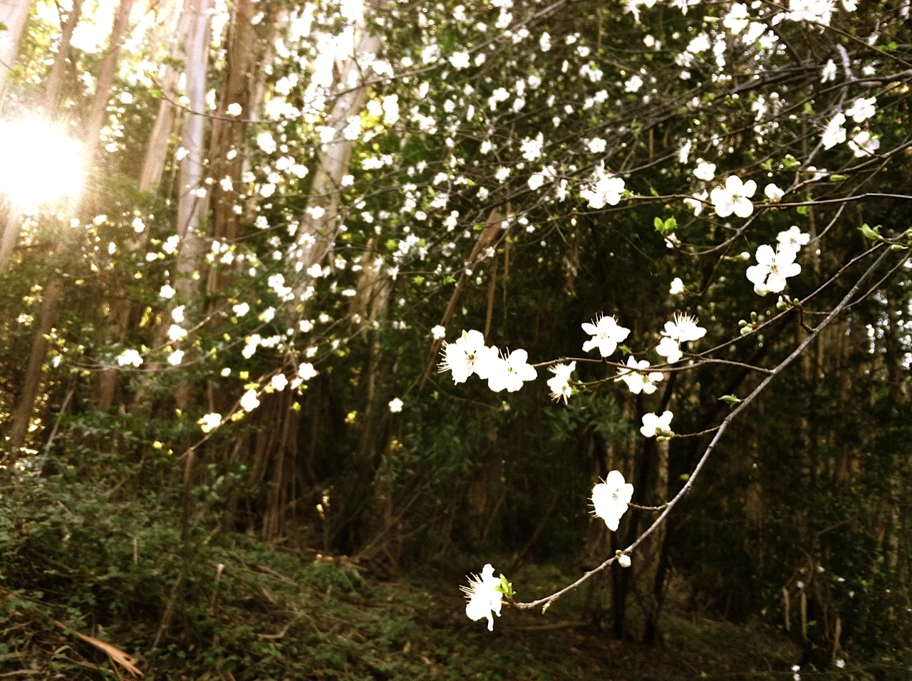 Levine Intro To Buddhist.jpeg