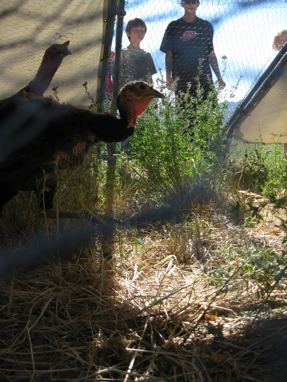 turkey tractor