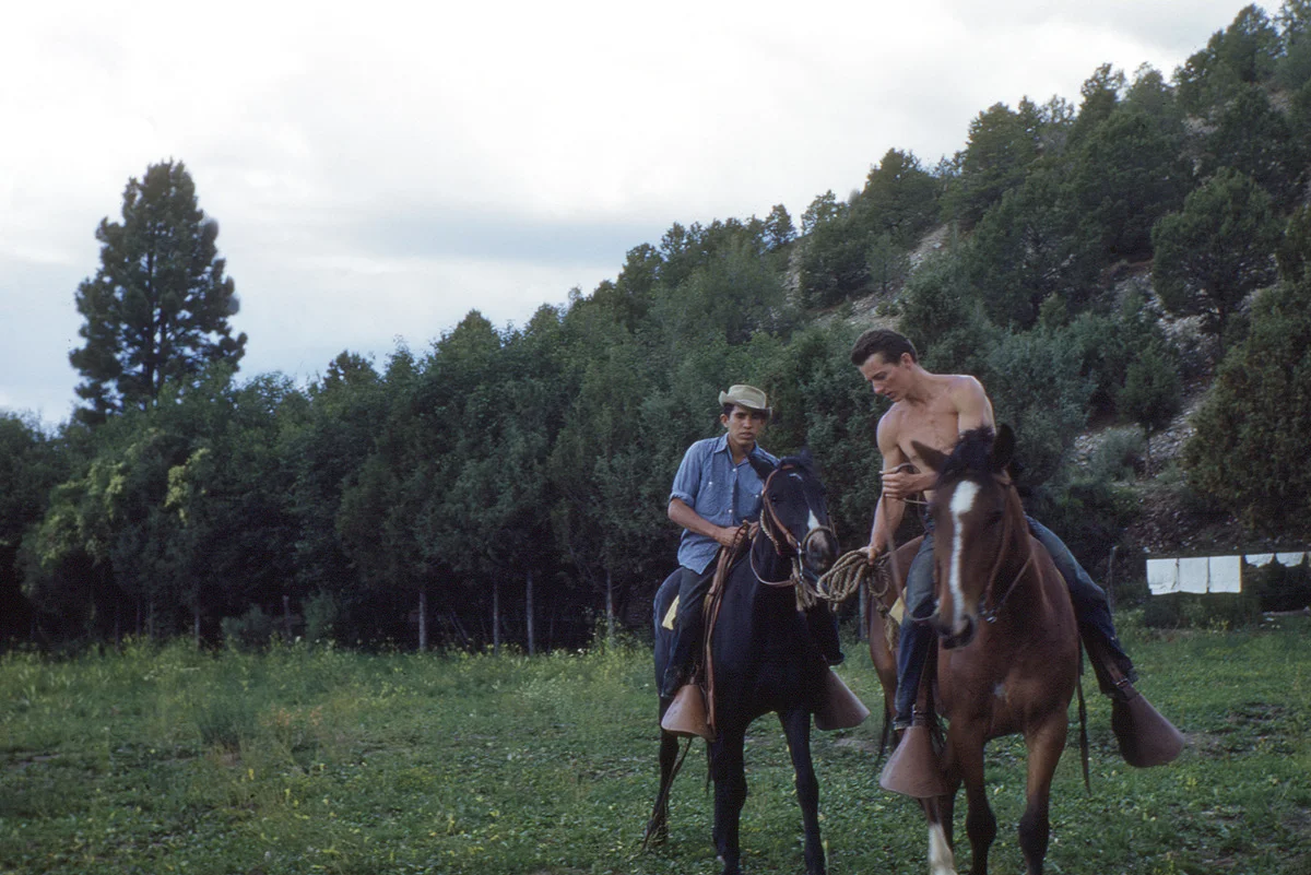 bud horses.jpg