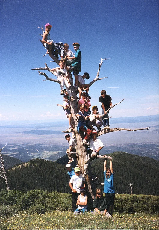 monkey tree