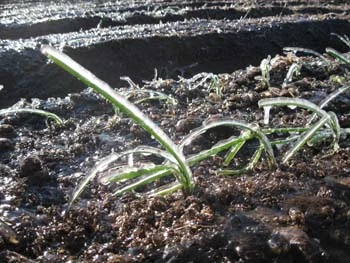 Little onions wait out a late frost in LCF