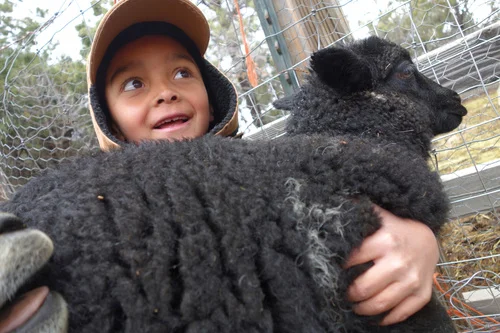 luke sheep.jpg