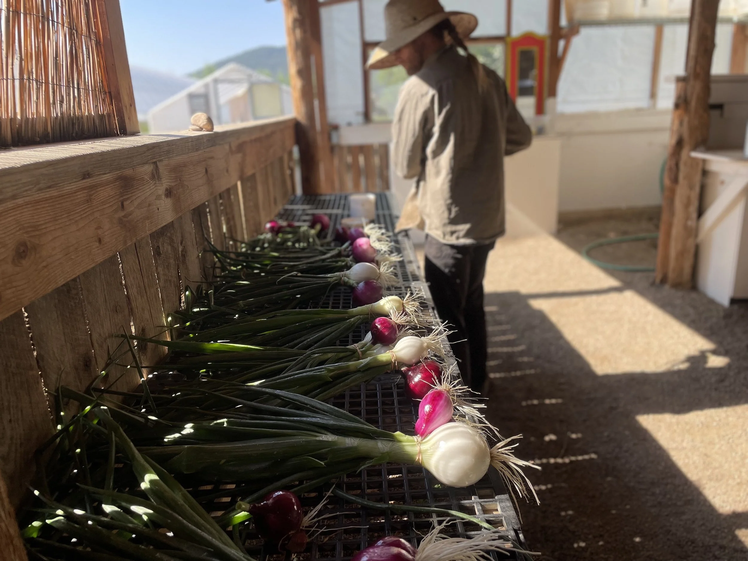 blaze and onions.jpg