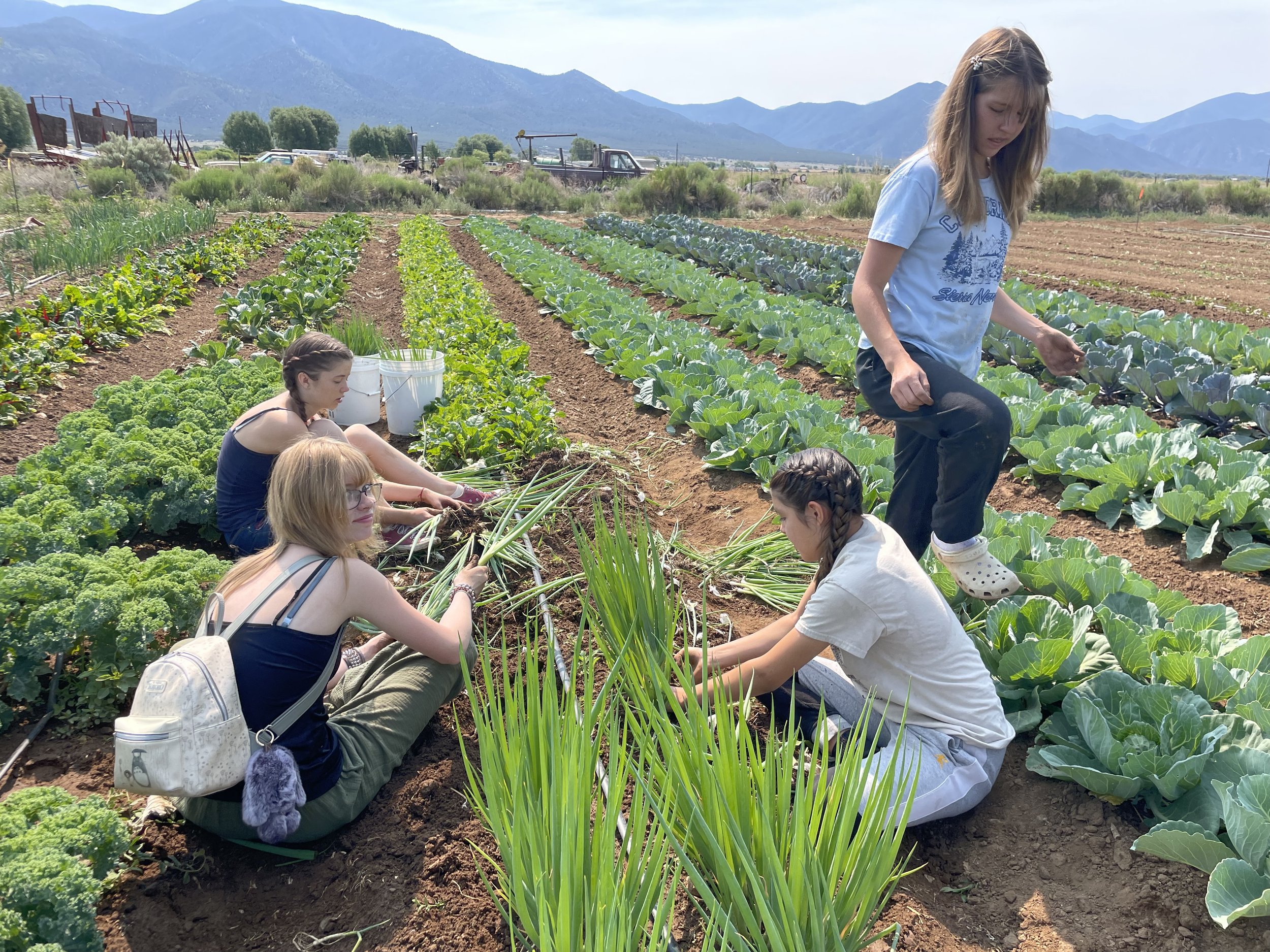 green onion harvest_sierra_tulsi_nikkita_sofia.jpeg
